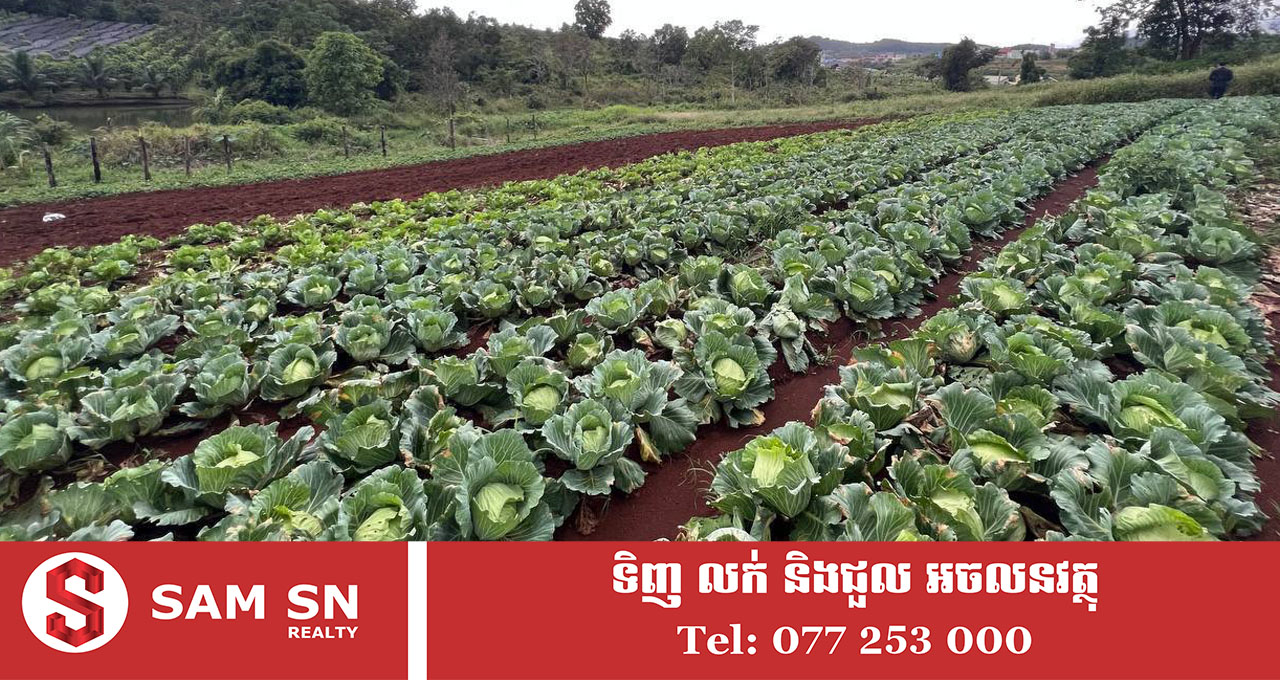 009 កសិករជនជាតិចិន ដាំបន្លែនៅខេត្តមណ្ឌលគិរី ៣ថ្ងៃ បាន ២តោន ផ្គត់ផ្គង់ទីផ្សារចិននៅភ្នំពេញ និងក្រុងព្រះសីហនុ