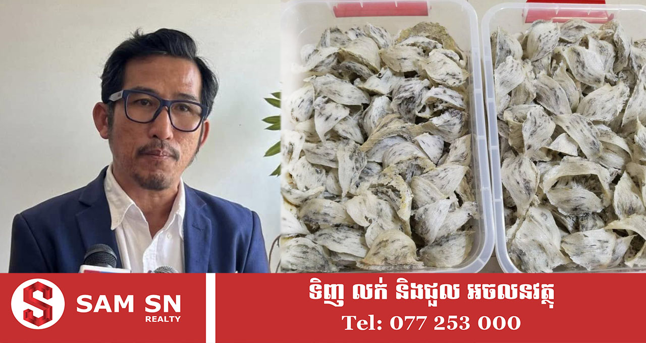 ប្រធានសមាគមត្រចៀកកាំខ្មែរ៖ មិនទាន់មានការនាំចេញជាផ្លូវការ នូវសំបុកត្រចៀកកាំកម្ពុជាទៅកាន់ទីផ្សារចិន នៅឡើយទេ