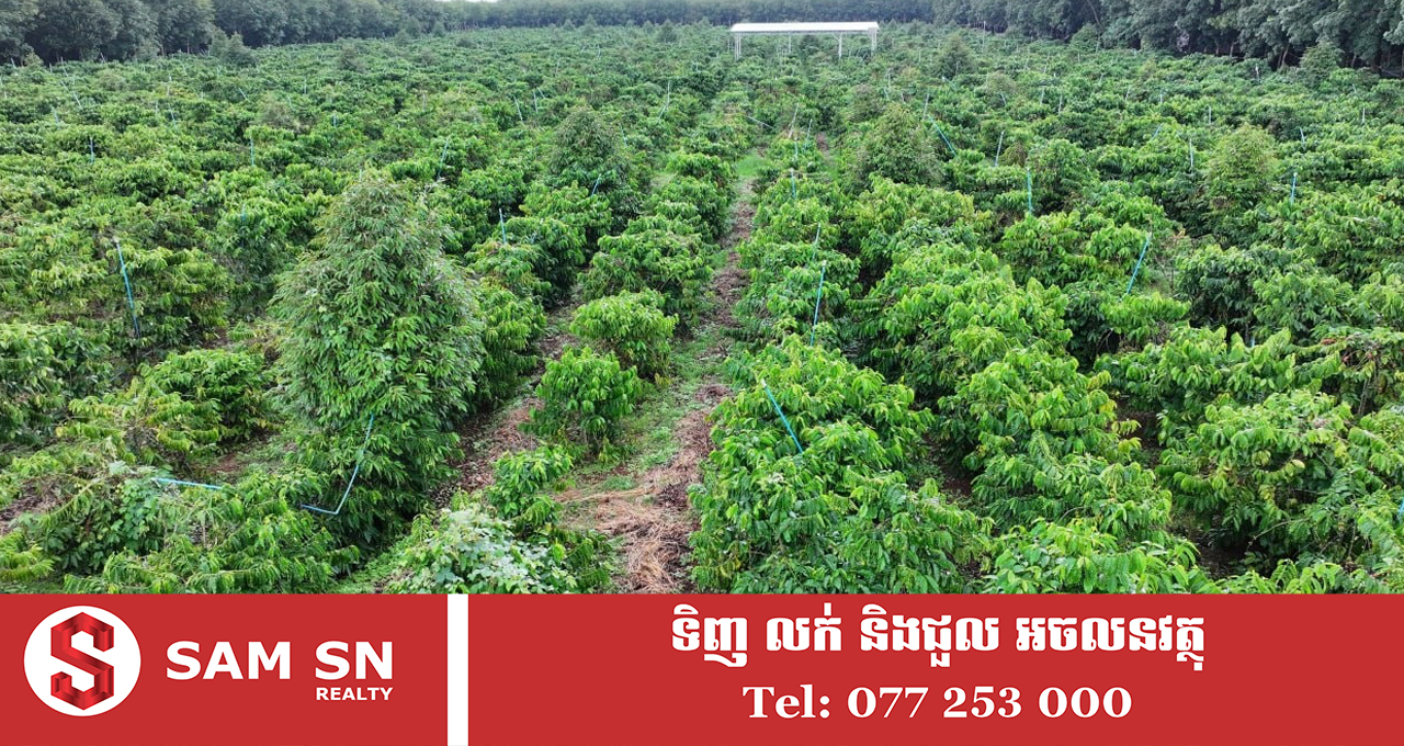 កាហ្វេជាដំណាំមានសក្តានុពលខ្លាំង ដែលកម្ពុជាគួរចាប់ឱកាសជំរុញការវិនិយោគ និងពង្រីកការដាំដុះ