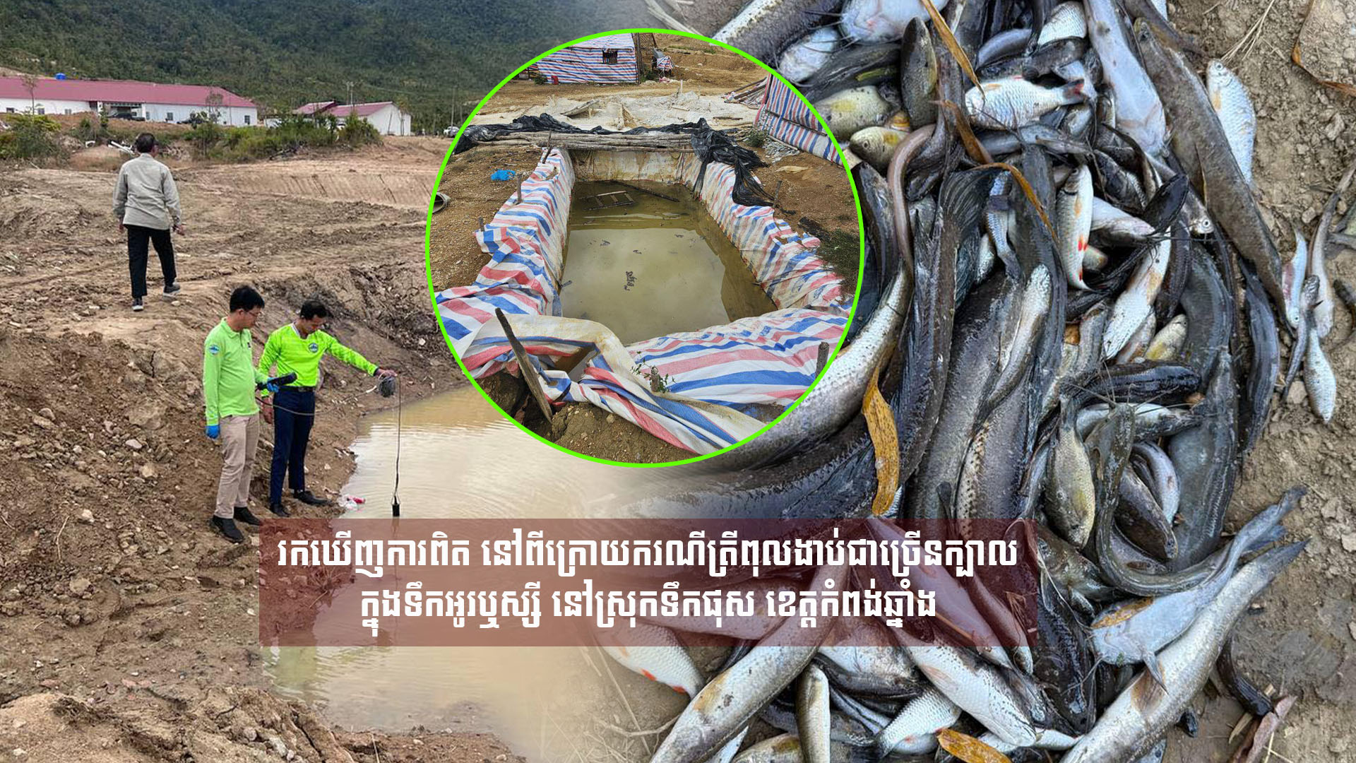 រកឃើញការពិត នៅពីក្រោយករណីត្រីពុលងាប់ជាច្រើនក្បាល ក្នុងទឹកអូរឬស្សី នៅស្រុកទឹកផុស ខេត្តកំពង់ឆ្នាំង